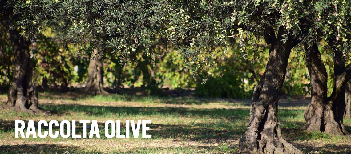 RACCOLTA OLIVE