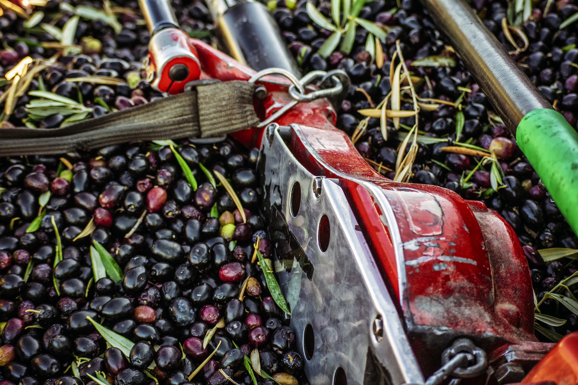 Raccolta delle olive