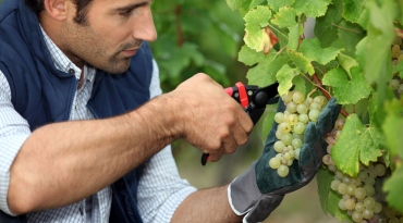 come scegliere le forbici per vigneto